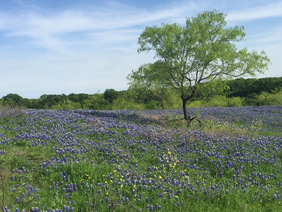 Don't miss the bluebonnet trail when the flowers bloom in April. Ennis is a fun little town to explore too. Be sure to stop in the convention and visitors center to get the scoop on where the best fields are and where to eat. This is the Texas hospitality you've heard about!
