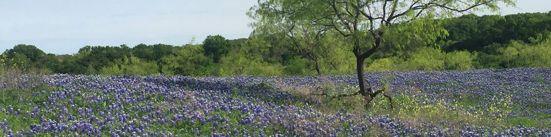 Don't miss the bluebonnet trail when the flowers bloom in April. Ennis is a fun little town to explore too. Be sure to stop in the convention and visitors center to get the scoop on where the best fields are and where to eat. This is the Texas hospitality you've heard about!