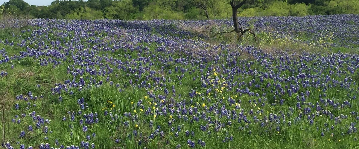Don't miss the bluebonnet trail when the flowers bloom in April. Ennis is a fun little town to explore too. Be sure to stop in the convention and visitors center to get the scoop on where the best fields are and where to eat. This is the Texas hospitality you've heard about!