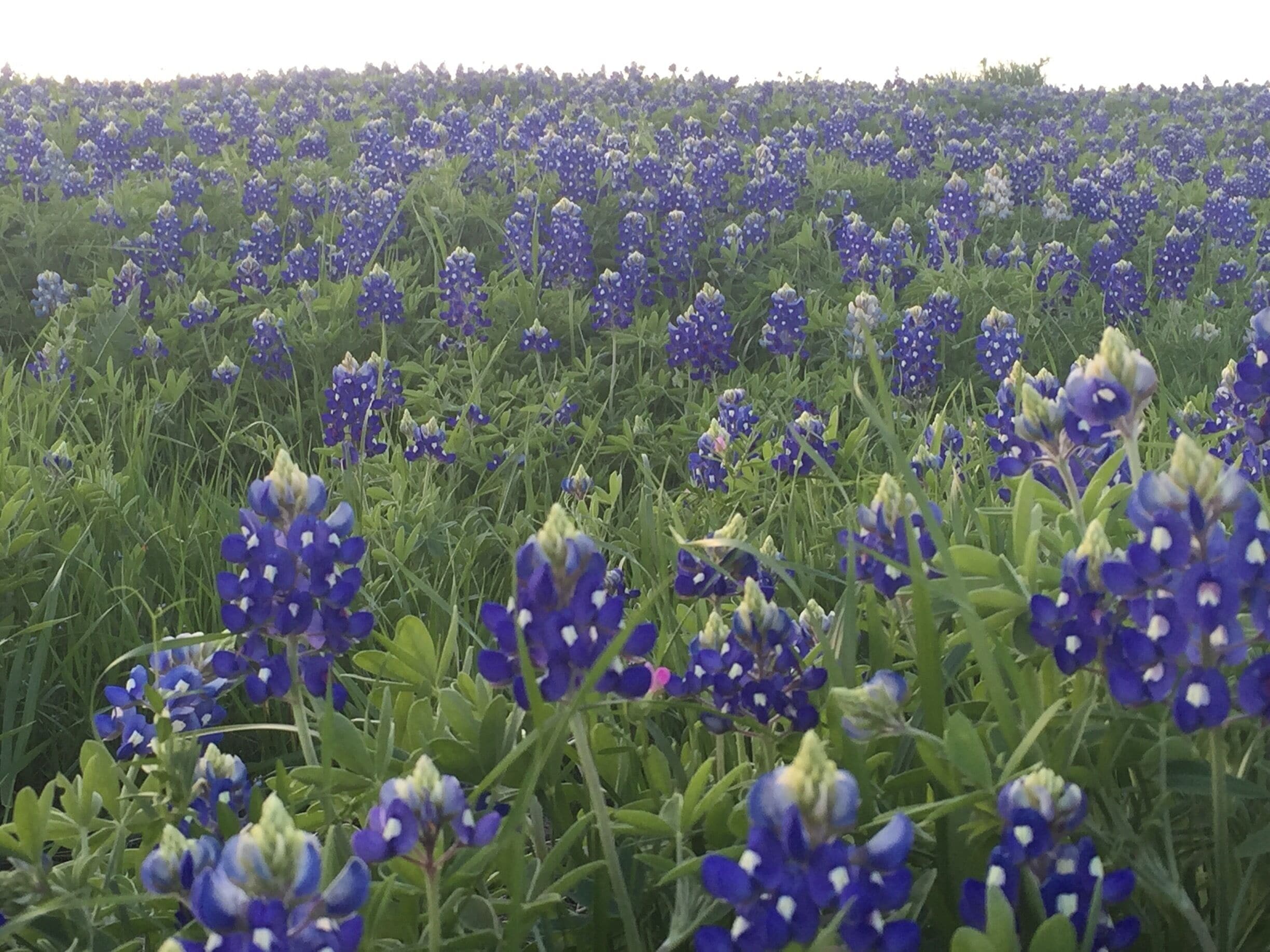 The bluebonnet trail is truly amazing. We were told it was nowhere near in full bloom while we were there. Can't imagine how  it must look like in full bloom. 