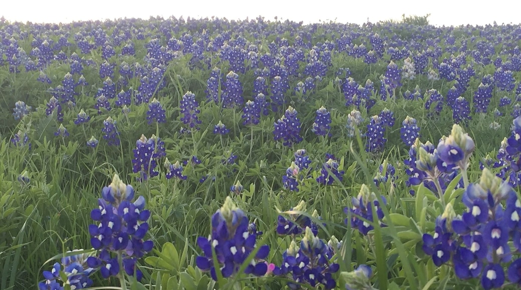The bluebonnet trail is truly amazing. We were told it was nowhere near in full bloom while we were there. Can't imagine how it must look like in full bloom.