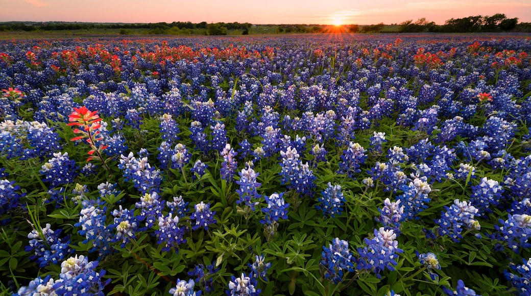 A field of blue and white flowers with a sunset in the background.