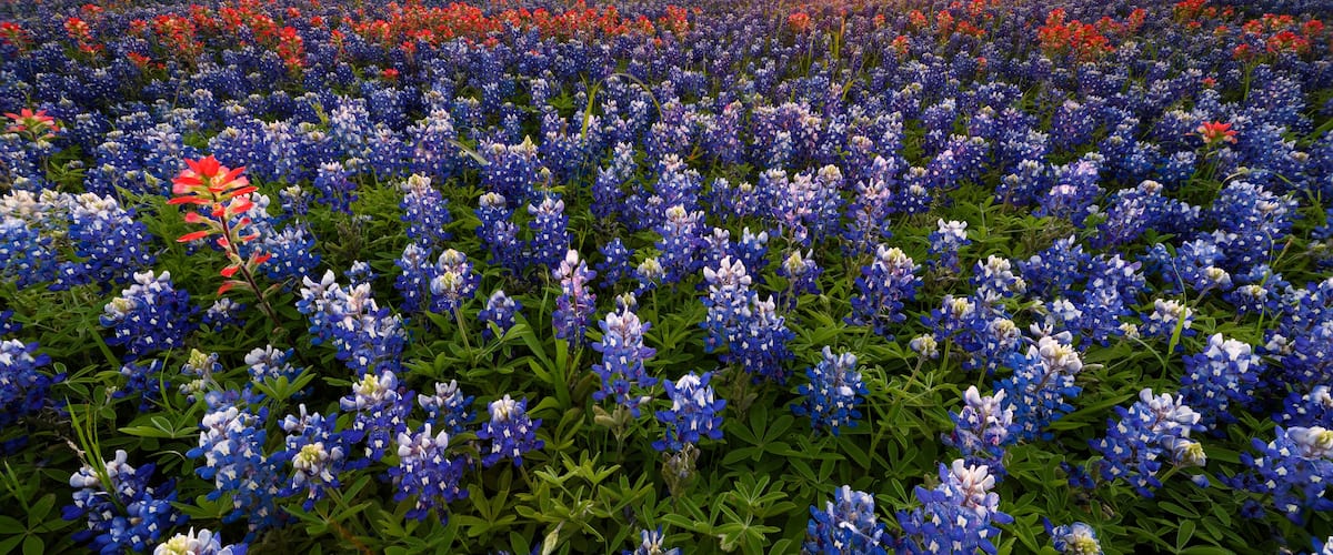 Wild flower Bluebonnet in Texas