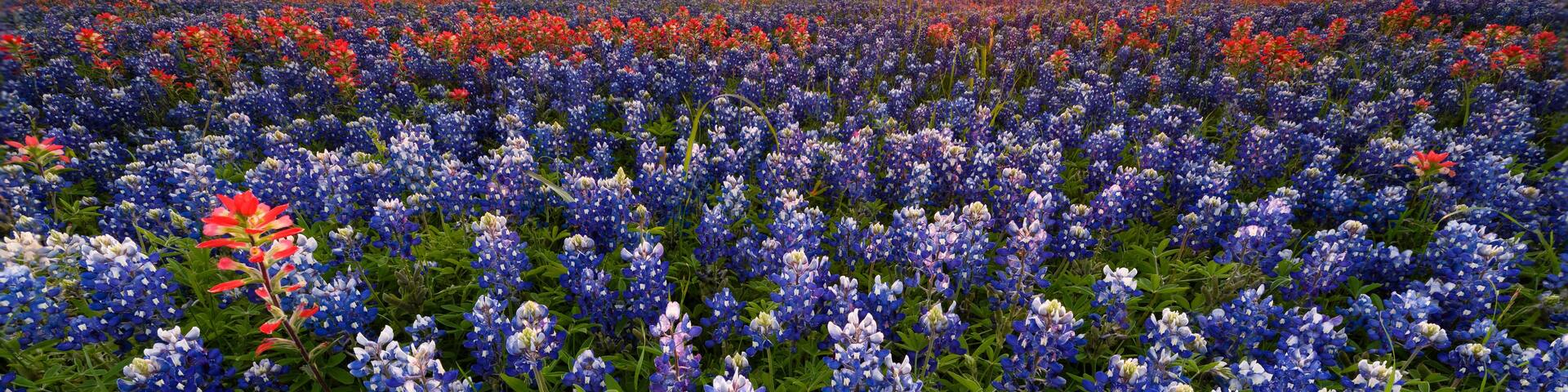 A field of blue and white flowers with a sunset in the background.