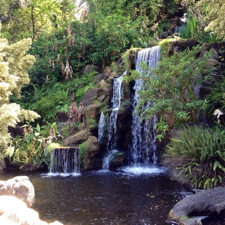 So much to explore! #peacock #waterfall #garden 