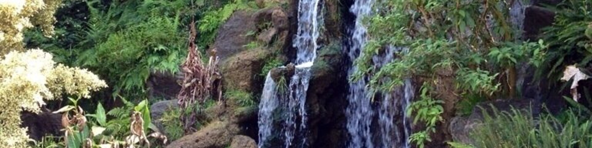 So much to explore! #peacock #waterfall #garden