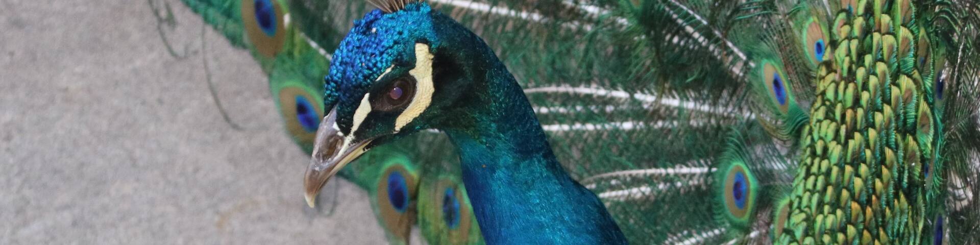 Beautiful Colorful feathers