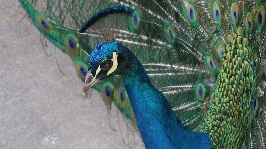 Beautiful Colorful feathers