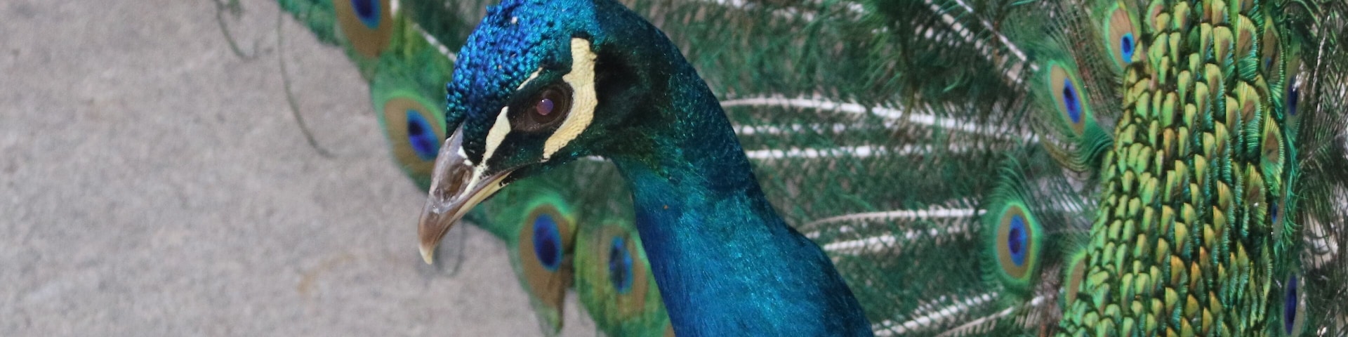 Beautiful Colorful feathers