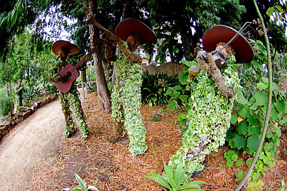 Un jardí amb arbres coberts d'hedera i un camí de terra.