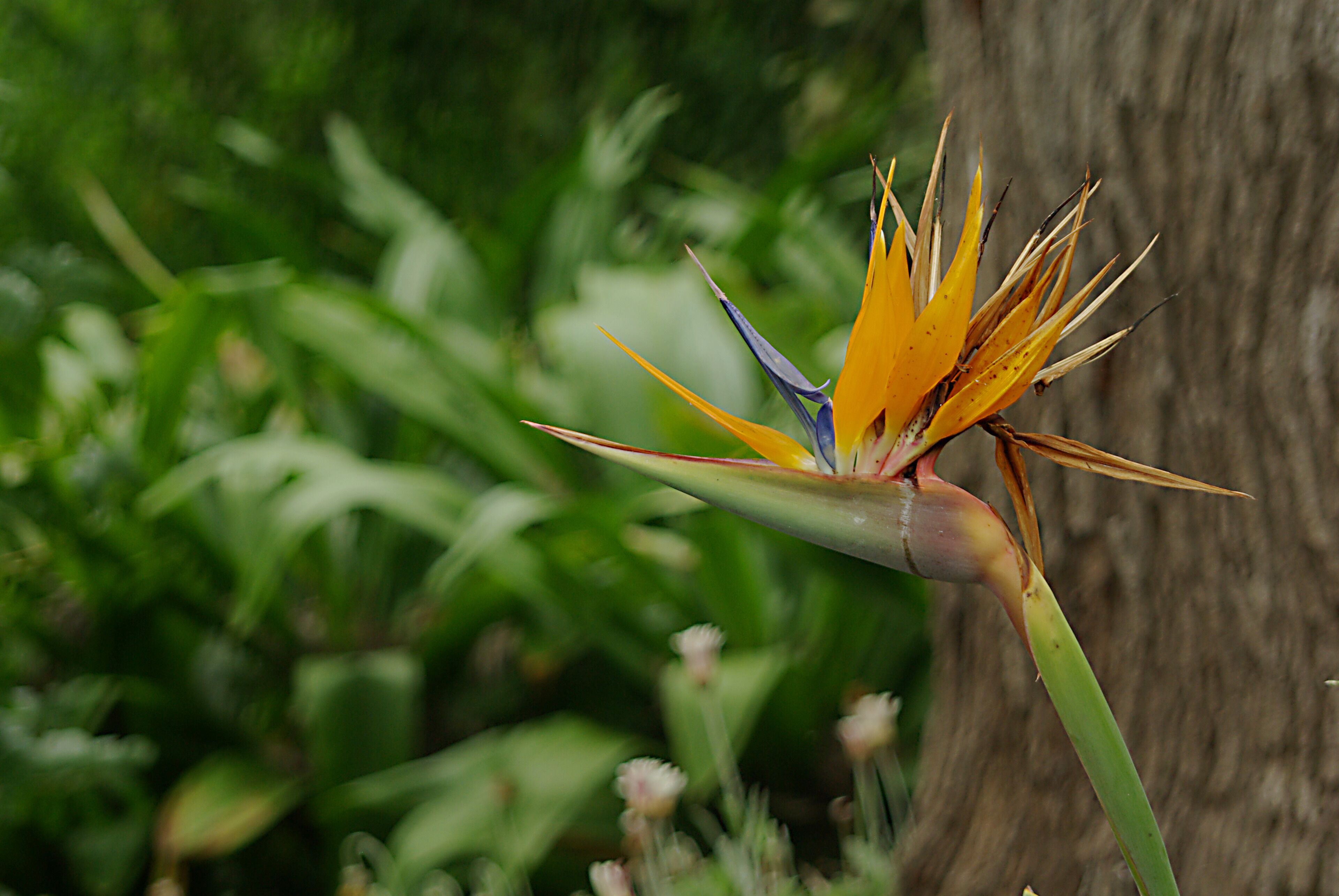 Bird of Paradise, one of many flowers at the garden.