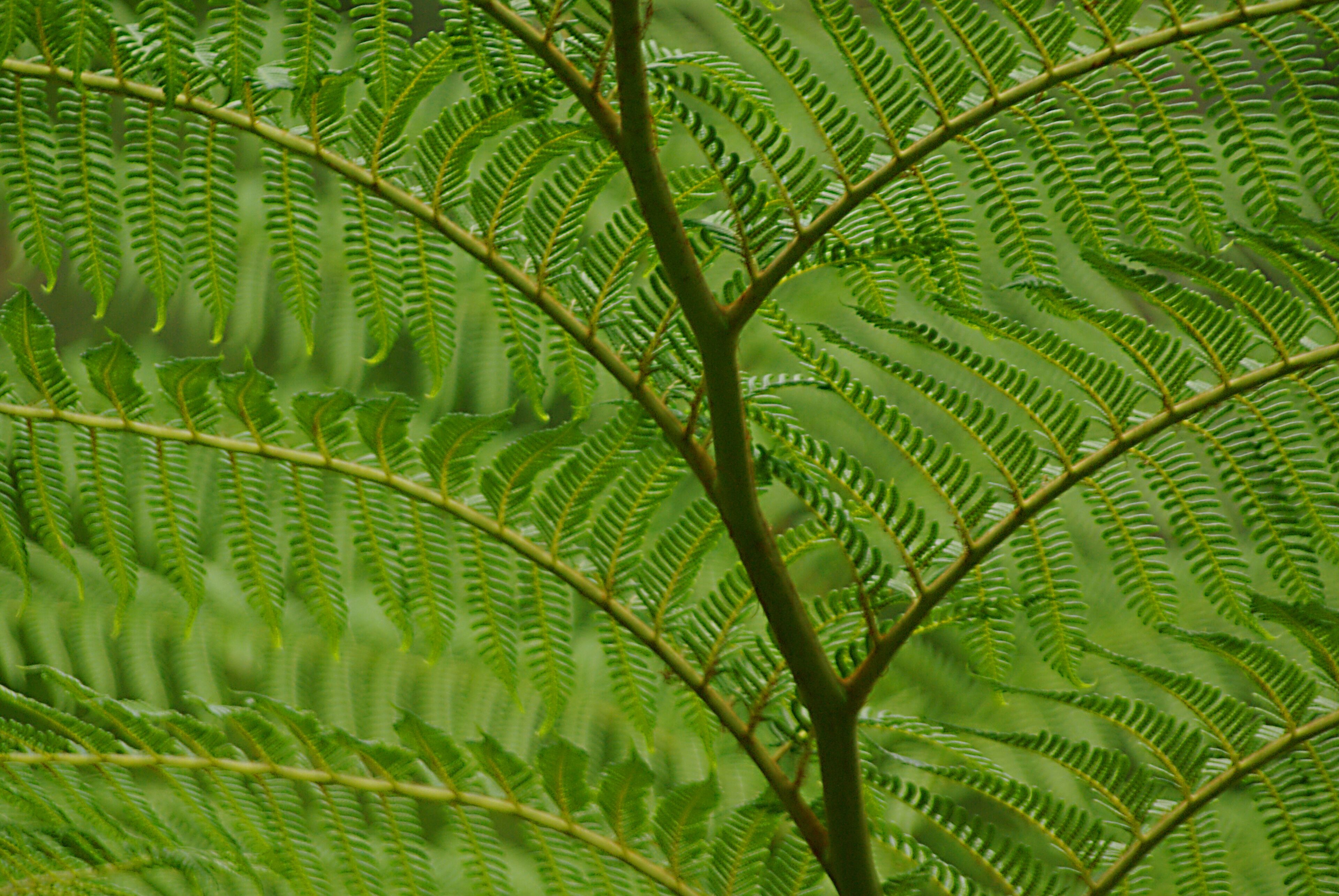 Wherever I can take a good picture of a fern, I will!!