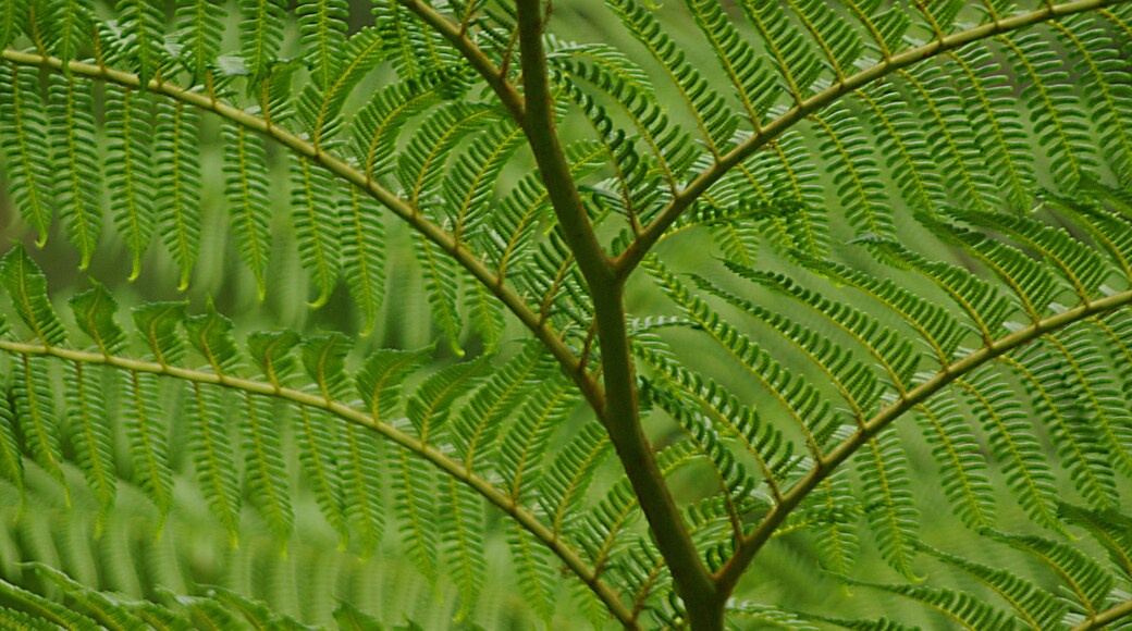 Wherever I can take a good picture of a fern, I will!!