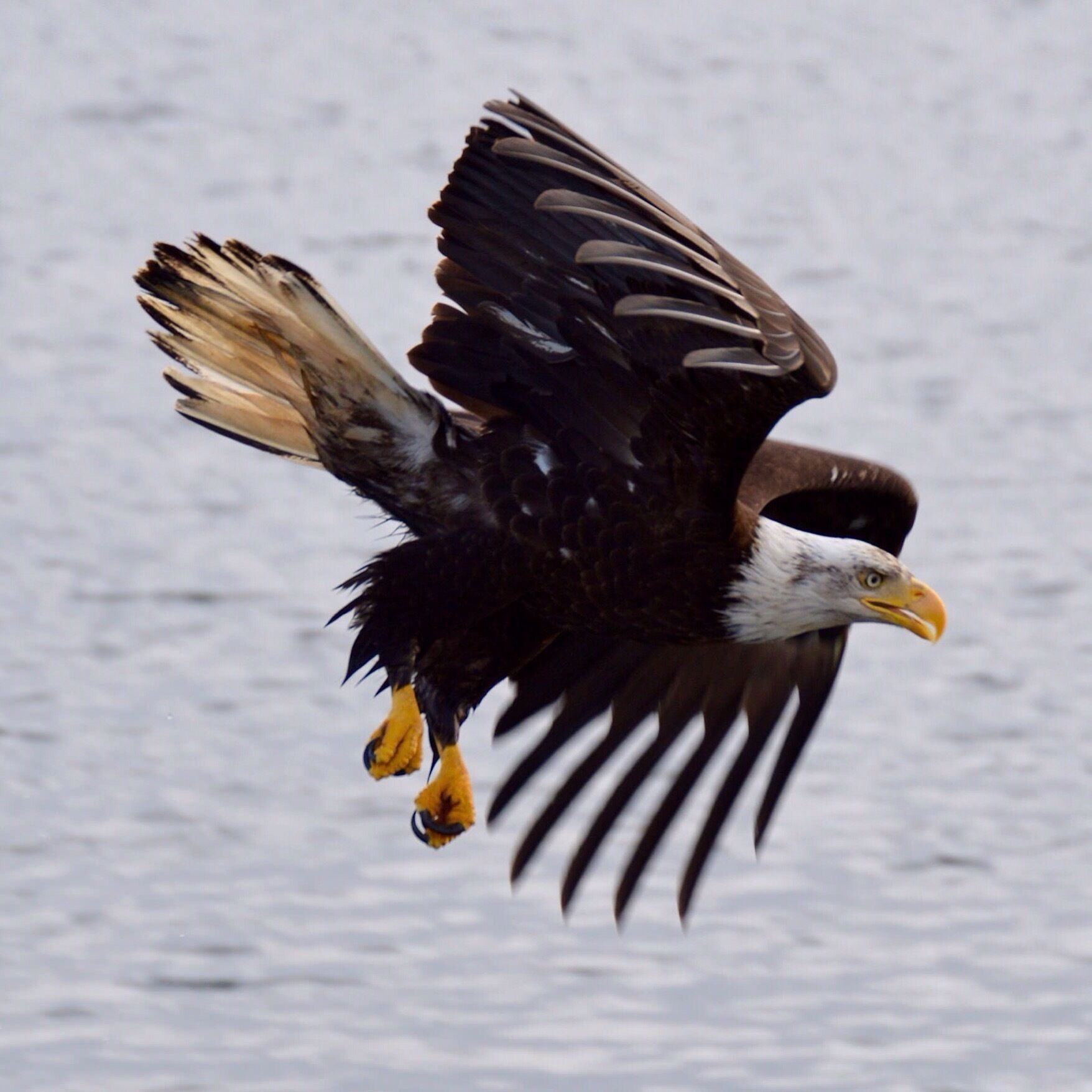 Ship captain whistled for eagles and suddenly there they were - about twenty of them shrieking and swooping about!

#BestOf5