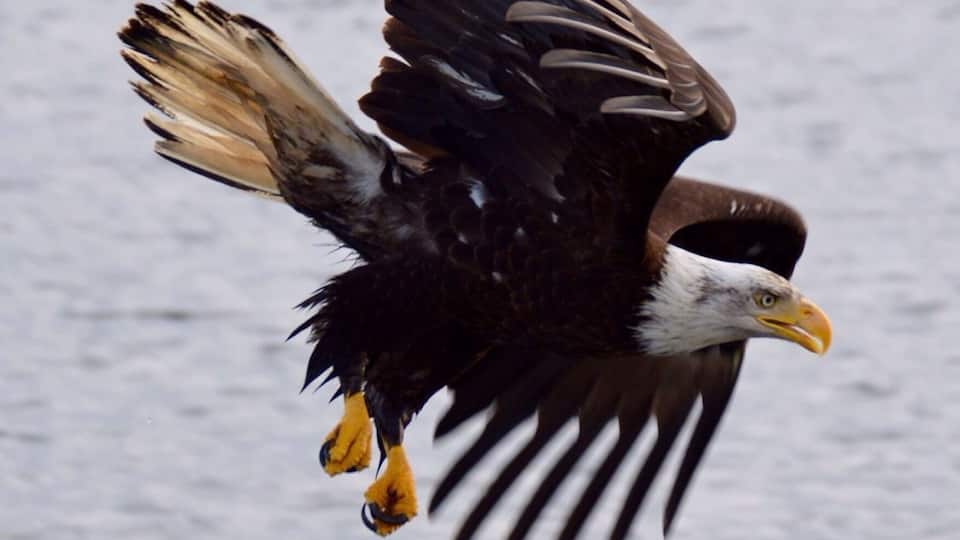 Ship captain whistled for eagles and suddenly there they were - about twenty of them shrieking and swooping about!
#BestOf5