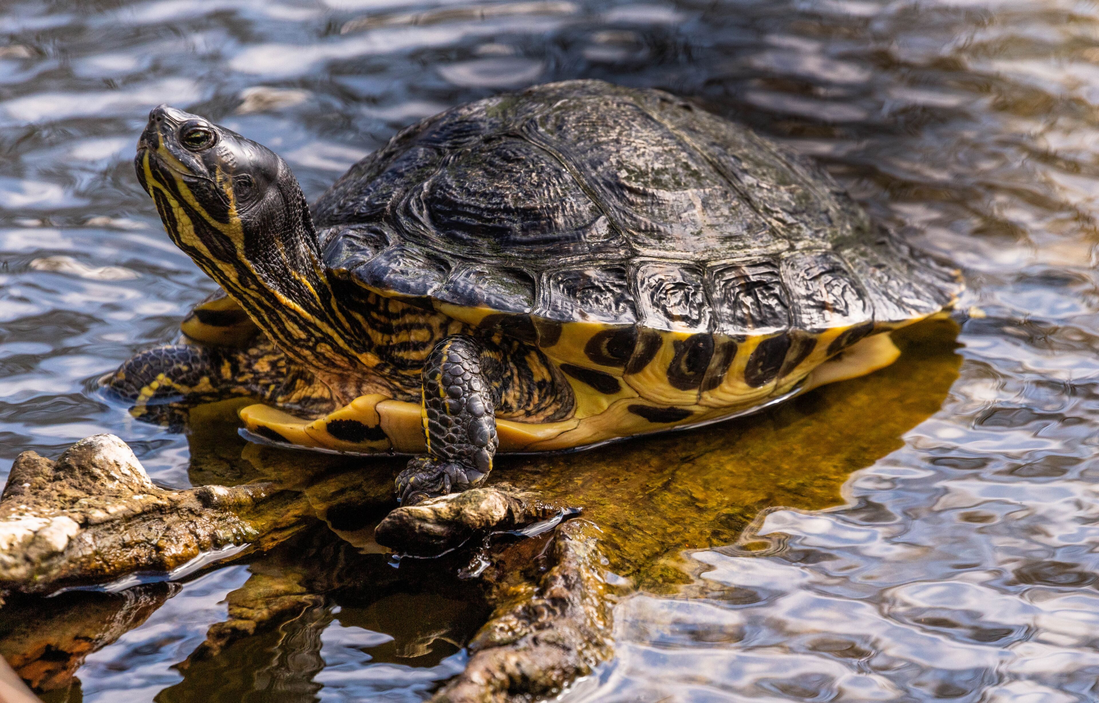 Terrapin in whitewebbs park pond, Enfield.