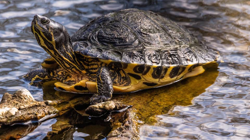 A turtle on a rock in water.
