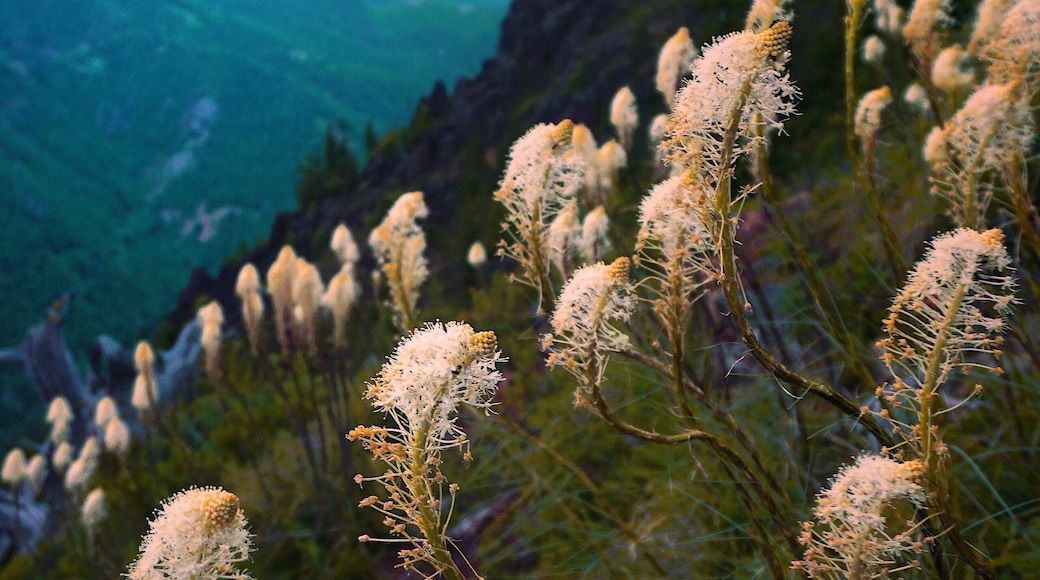 Sunset Hiking #adventure #colorful #nature #hiking #backpacking #pnw #sunset