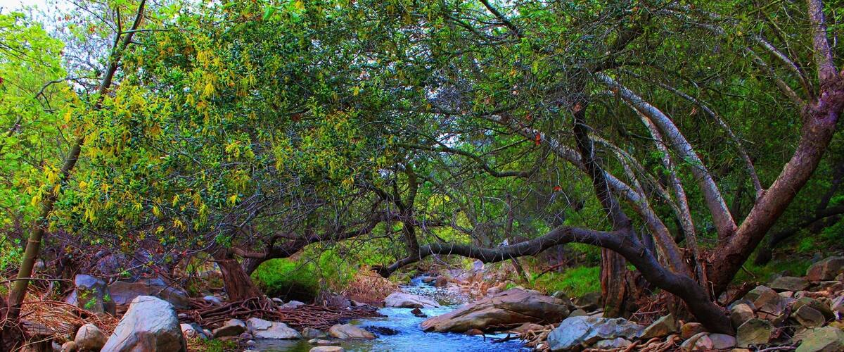 Hitting the trails in beautiful elfin forest. Definitely recommend this beautiful hike #green