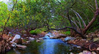 Hitting the trails in beautiful elfin forest. Definitely recommend this beautiful hike #green