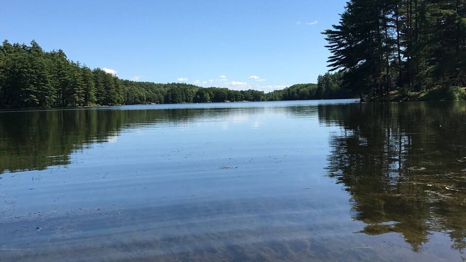 A calm lake surrounded by dense forest.