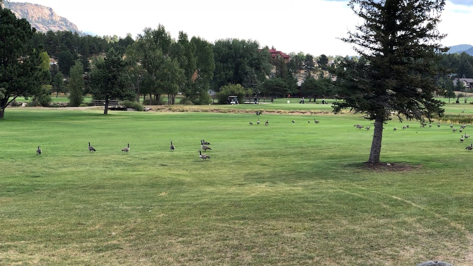 Do geese help or hinder your golf score?