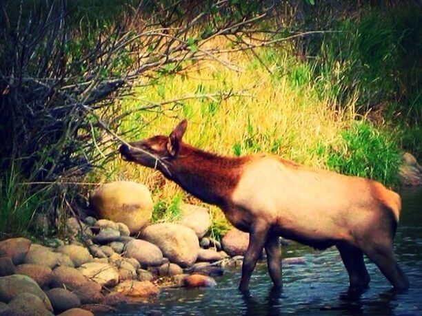Elk in Estes Park