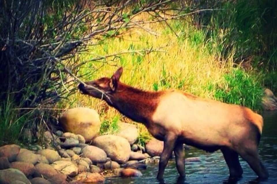 A fox by a river with rocks and greenery.
