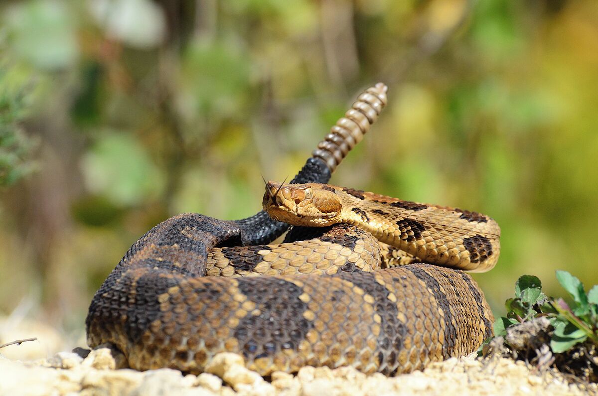 One of the last few timber rattlesnake pictures I will post. As I was climbing up the wall of a quarry I came upon a large timber rattler that was not happy with my presence. This is one of the few times I have had a timber rattlesnake rattle and I did the prudent thing and backed away. I liked this shot which I took from below the snake because it shows both the head and tail with the forked tongue out. This might appear to be a staged picture but it is not. 