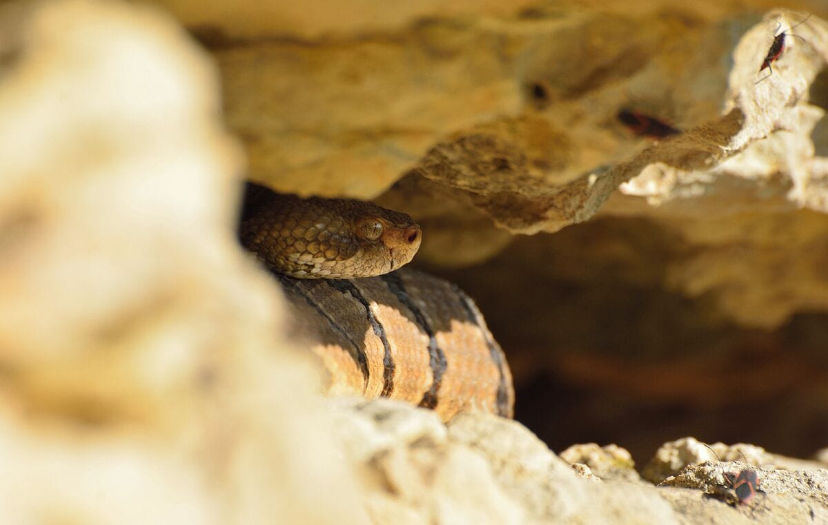 What is Spring without a picture of a timber rattlesnake. Here is an adult at the den site getting ready to disperse for the Summer when they will be impossible to locate. 
They hang around the den for several weeks after exiting from hibernation until they stabilize their body temperature. The gravid females will stay right around the den all summer long while the males and non-gravid females will head into the woods up to 4 miles away to forage for rodents and other food sources. They return in late September to hang around the den before turning in for the Winter.  They always use the same den their parents used and will die if they are relocated. This den is on a vertical cliff way up high which is the only reason they have survived in this location. I really worry about the future of these snakes. 