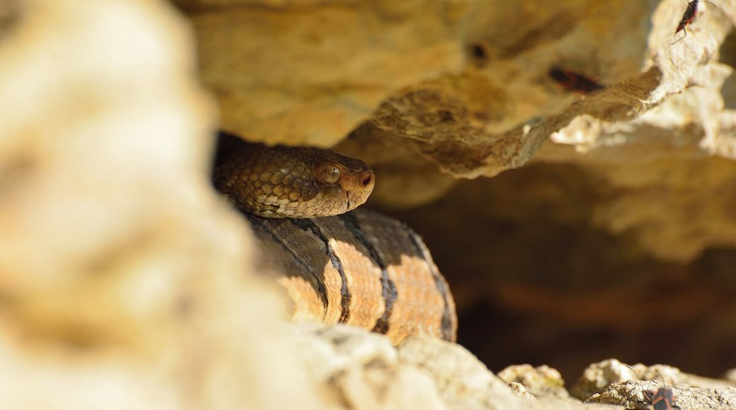 What is Spring without a picture of a timber rattlesnake. Here is an adult at the den site getting ready to disperse for the Summer when they will be impossible to locate.
They hang around the den for several weeks after exiting from hibernation until they stabilize their body temperature. The gravid females will stay right around the den all summer long while the males and non-gravid females will head into the woods up to 4 miles away to forage for rodents and other food sources. They return in late September to hang around the den before turning in for the Winter. They always use the same den their parents used and will die if they are relocated. This den is on a vertical cliff way up high which is the only reason they have survived in this location. I really worry about the future of these snakes.