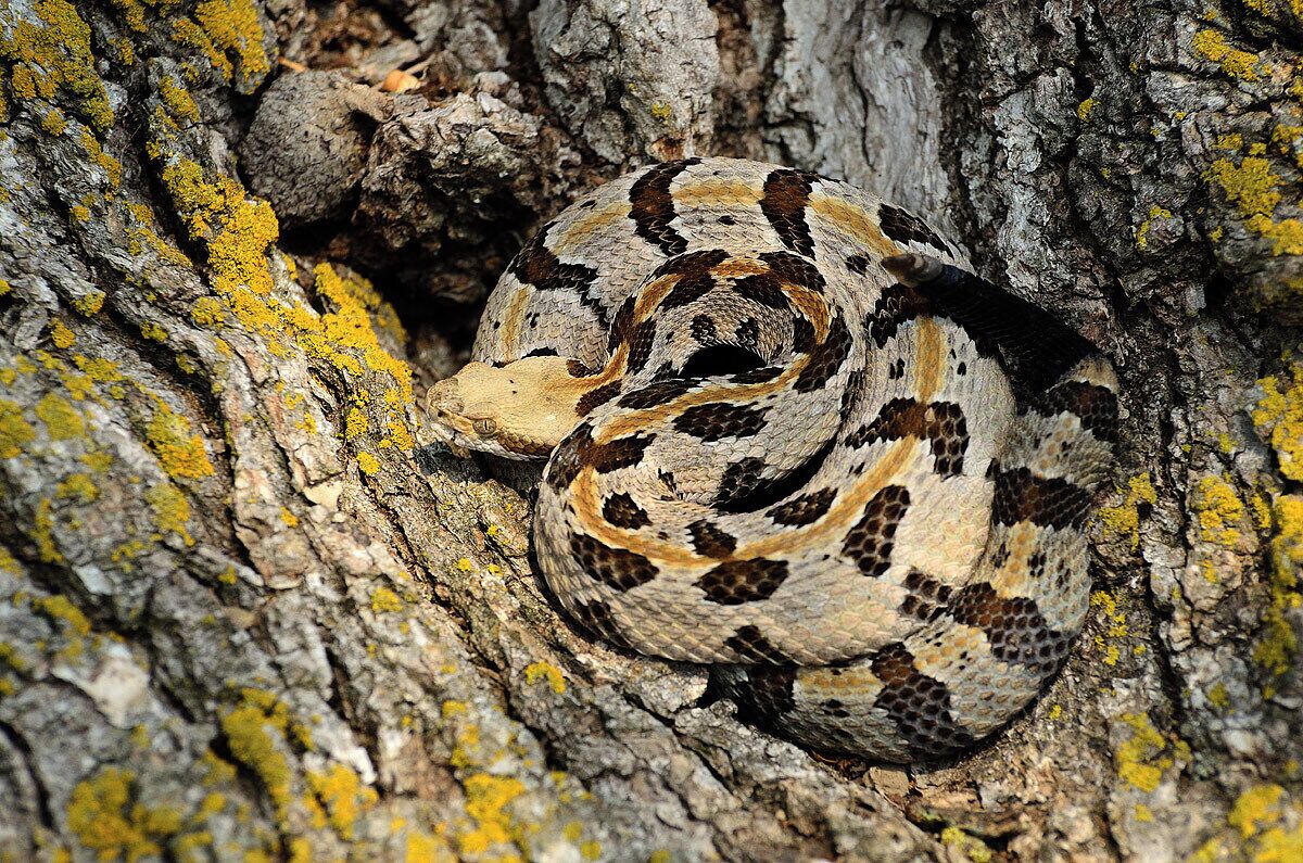 A cryptic 1 year old timber rattler that was tucked into the bark on a large tree stump. I walked past this snake several times before finally spotting it. The snake is much smaller than it appears. It never once moved while I was present. 