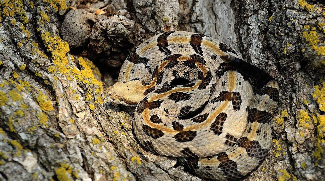 A cryptic 1 year old timber rattler that was tucked into the bark on a large tree stump. I walked past this snake several times before finally spotting it. The snake is much smaller than it appears. It never once moved while I was present.