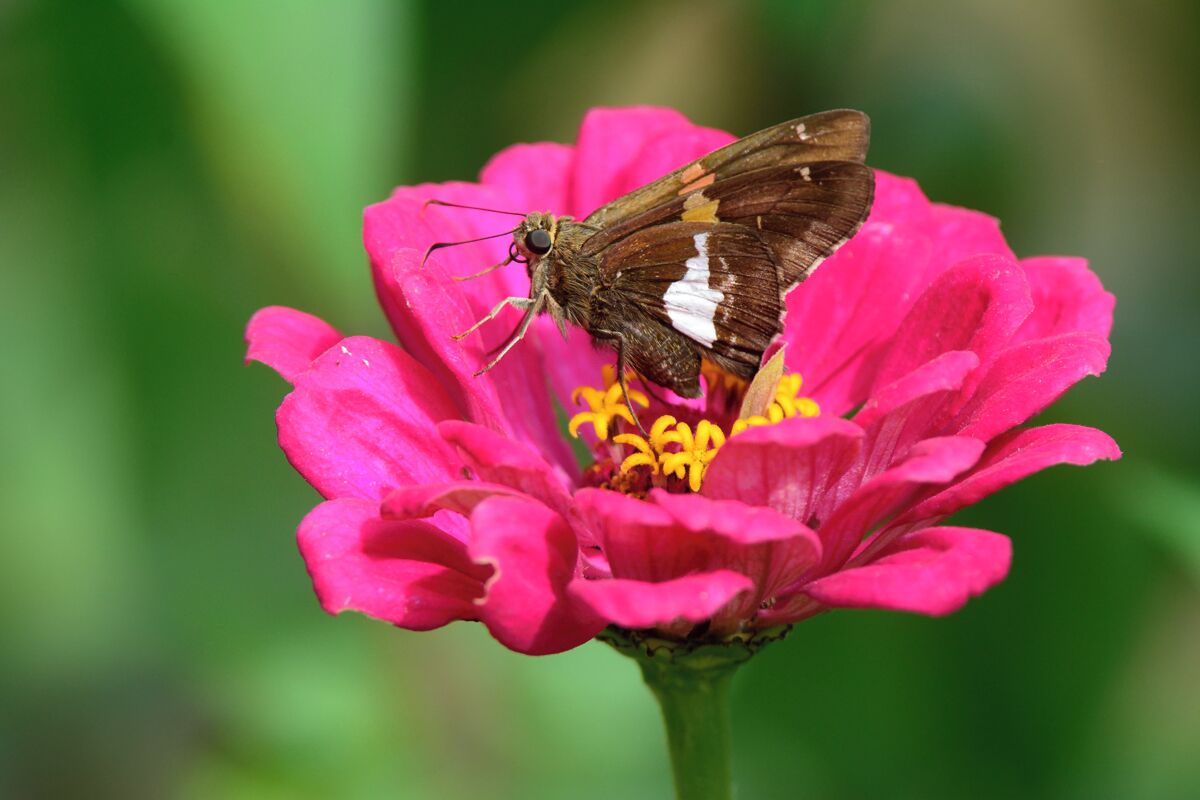 Late October at Bellevue State Parks Butterfly Garden. The late Fall Zineas were in bloom attracting some interesting late season butterflies. This is a silver spotted skipper that decided to sit still for a couple of seconds. 