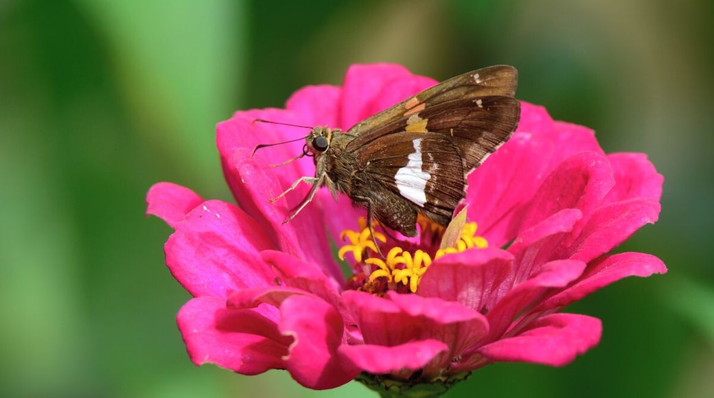 Late October at Bellevue State Parks Butterfly Garden. The late Fall Zineas were in bloom attracting some interesting late season butterflies. This is a silver spotted skipper that decided to sit still for a couple of seconds.
