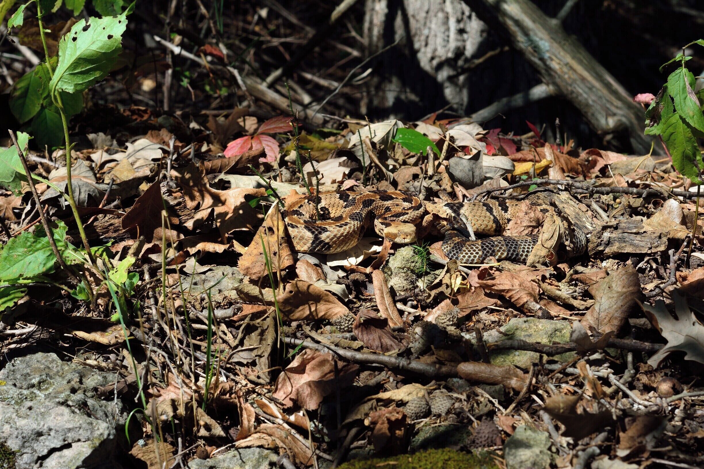  A yellow phase timber rattler blending in well with the native surroundings. I wonder how many of these I have walked past without even knowing they were there? They do blend in well with the environment. 