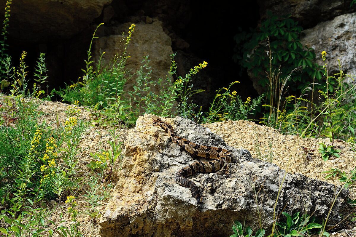 A beautiful yellow phase timber rattlesnake outside of its den. These reptiles are despised by many but I think they are some of the most beautiful interesting subjects in nature. If we do not help they will be gone in 10 years. We really need to protect the last remaining den sites in the midwest. I like the way the cliff goldenrod sets off the colors of the snake. These are some of the most docile snakes in the wild. If you leave them alone you have nothing to fear. 