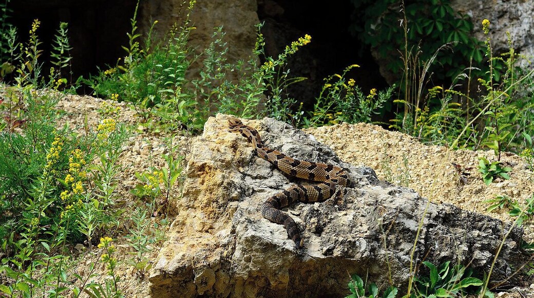 A beautiful yellow phase timber rattlesnake outside of its den. These reptiles are despised by many but I think they are some of the most beautiful interesting subjects in nature. If we do not help they will be gone in 10 years. We really need to protect the last remaining den sites in the midwest. I like the way the cliff goldenrod sets off the colors of the snake. These are some of the most docile snakes in the wild. If you leave them alone you have nothing to fear.