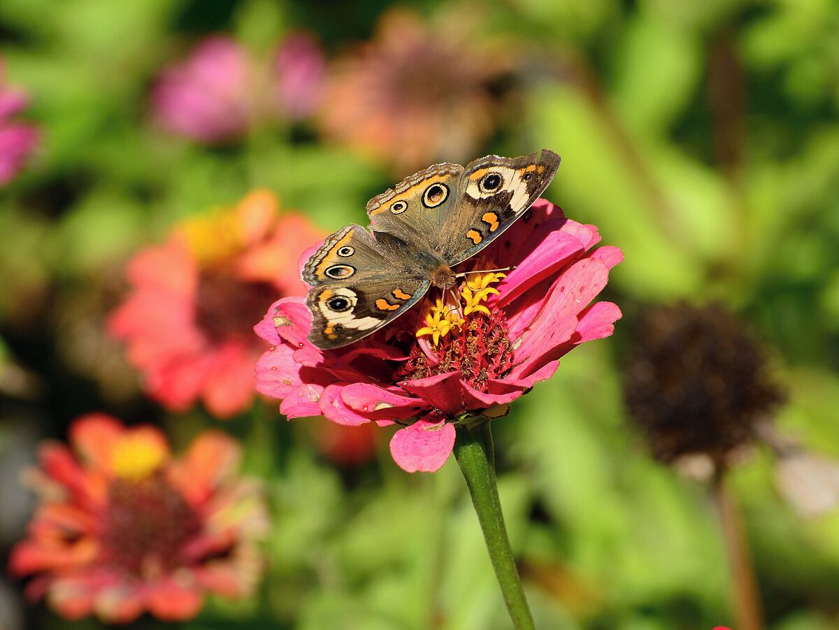 One of the best natural outdoor butterfly gardens is located at Bellevue State Park in Iowa. When this area is at peak timing the number of butterflies, moths and hummingbirds is crazy.