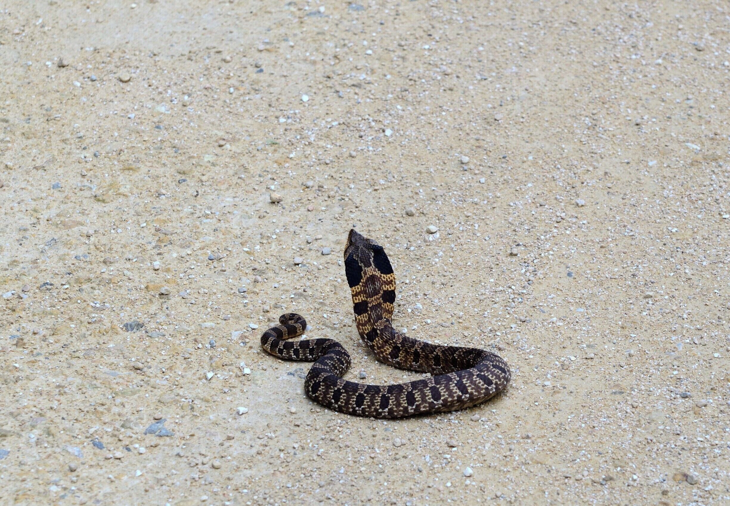 An Eastern Hognose Snake that looks like a hooded cobra but is actually a harmless snake that eats toads. They have a strange coping mechanism for dealing with stress which is flipping over and playing dead. These snakes come in many different color variations. It gets even more confusing because we have Eastern and Western Hognose snakes in the same area. 