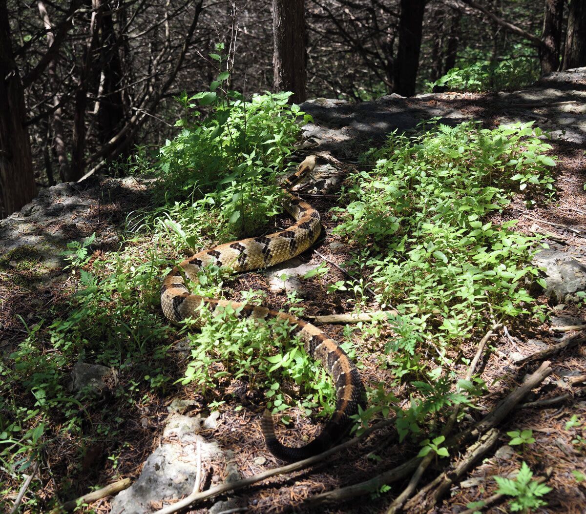 The largest timber rattlesnake I have ever seen is pictured. The snake was basking in the sun on a beautiful day. This large male had just shed and was so colorful I spotted it from a long way off. It immediately started to rattle when I approached so I took a couple of shots and left it alone. This snake was 55 - 60 inches long and as thick as a firehose. 