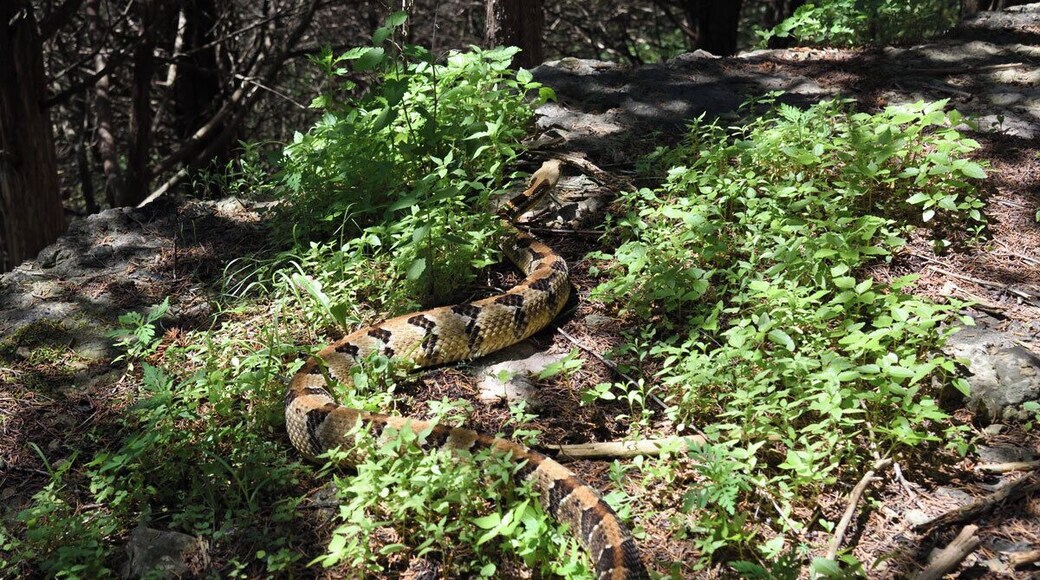The largest timber rattlesnake I have ever seen is pictured. The snake was basking in the sun on a beautiful day. This large male had just shed and was so colorful I spotted it from a long way off. It immediately started to rattle when I approached so I took a couple of shots and left it alone. This snake was 55 - 60 inches long and as thick as a firehose.