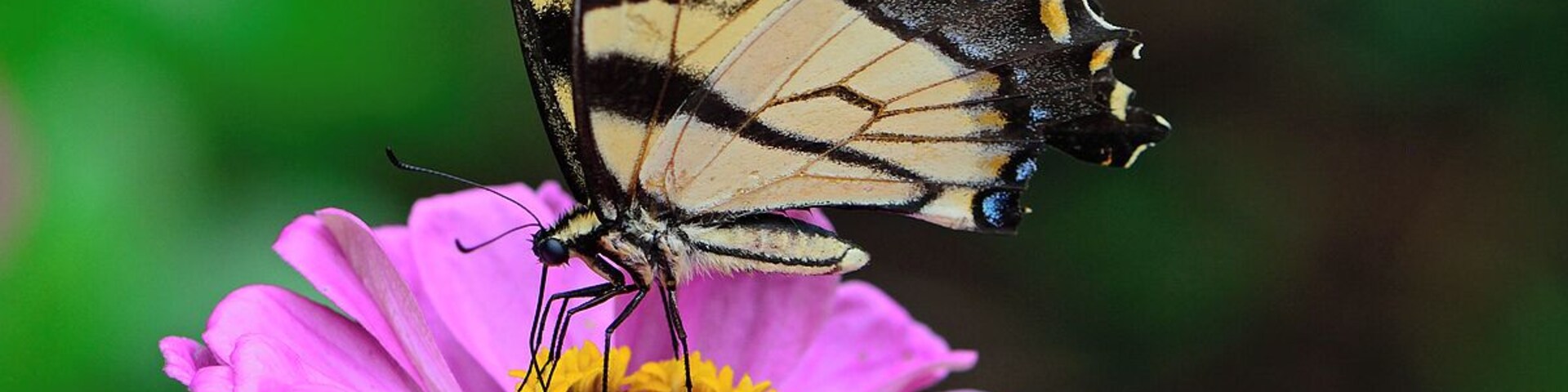 Another shot from the natural outdoor garden that makes this park one of my favorite.  Half the time I have so many targets I am not sure what to photograph which is a nice problem.