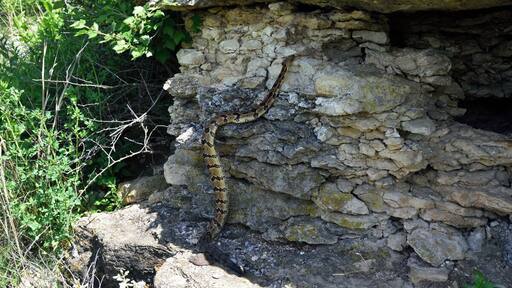 A large adult timber rattler climbing up to the den opening. If you look closely you can see another adult timber rattlesnake just to the upper left above the head of the climbing snake in a crevice. I was about 20 feet away sitting on a rock observing the den so the climbing snake was not trying to escape or get away he was just heading back to his home. They have the ability to climb almost vertical surfaces.