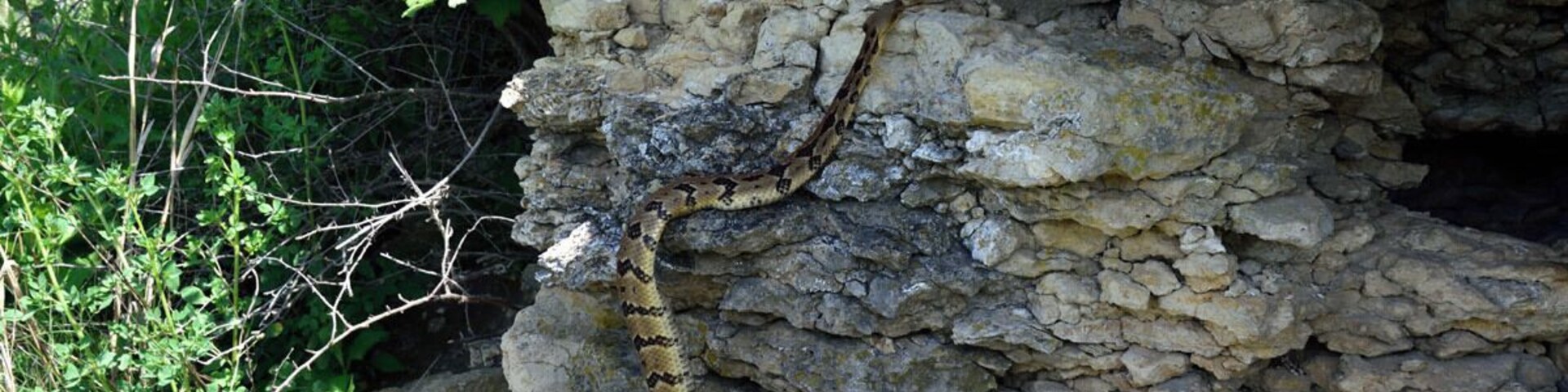 A large adult timber rattler climbing up to the den opening. If you look closely you can see another adult timber rattlesnake just to the upper left above the head of the climbing snake in a crevice. I was about 20 feet away sitting on a rock observing the den so the climbing snake was not trying to escape or get away he was just heading back to his home. They have the ability to climb almost vertical surfaces.