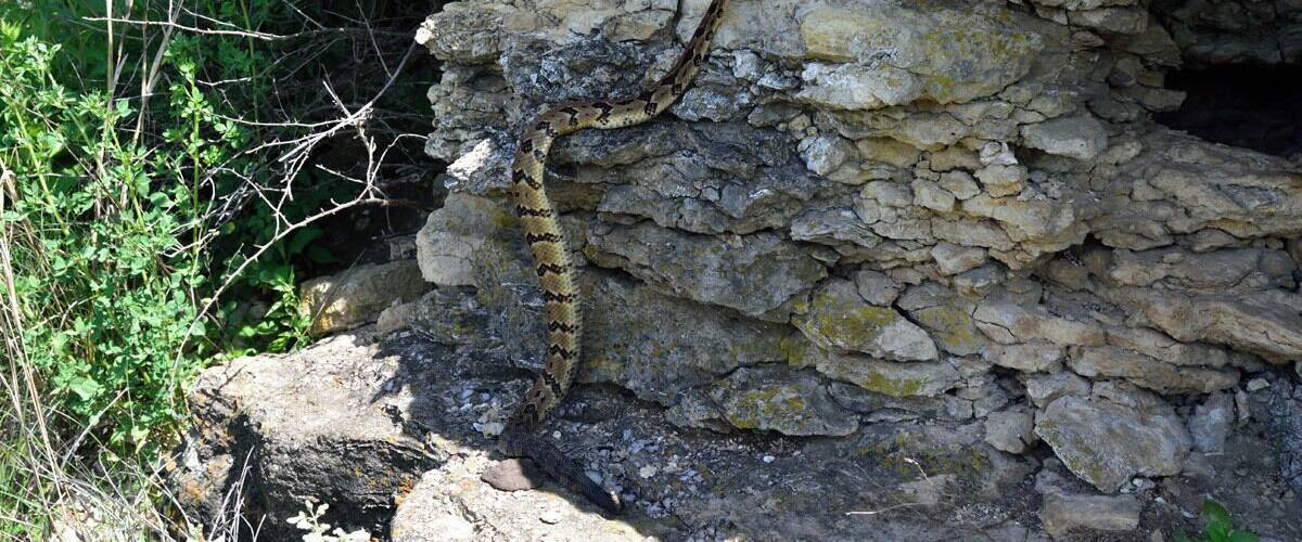 A snake on a rocky surface with greenery around.