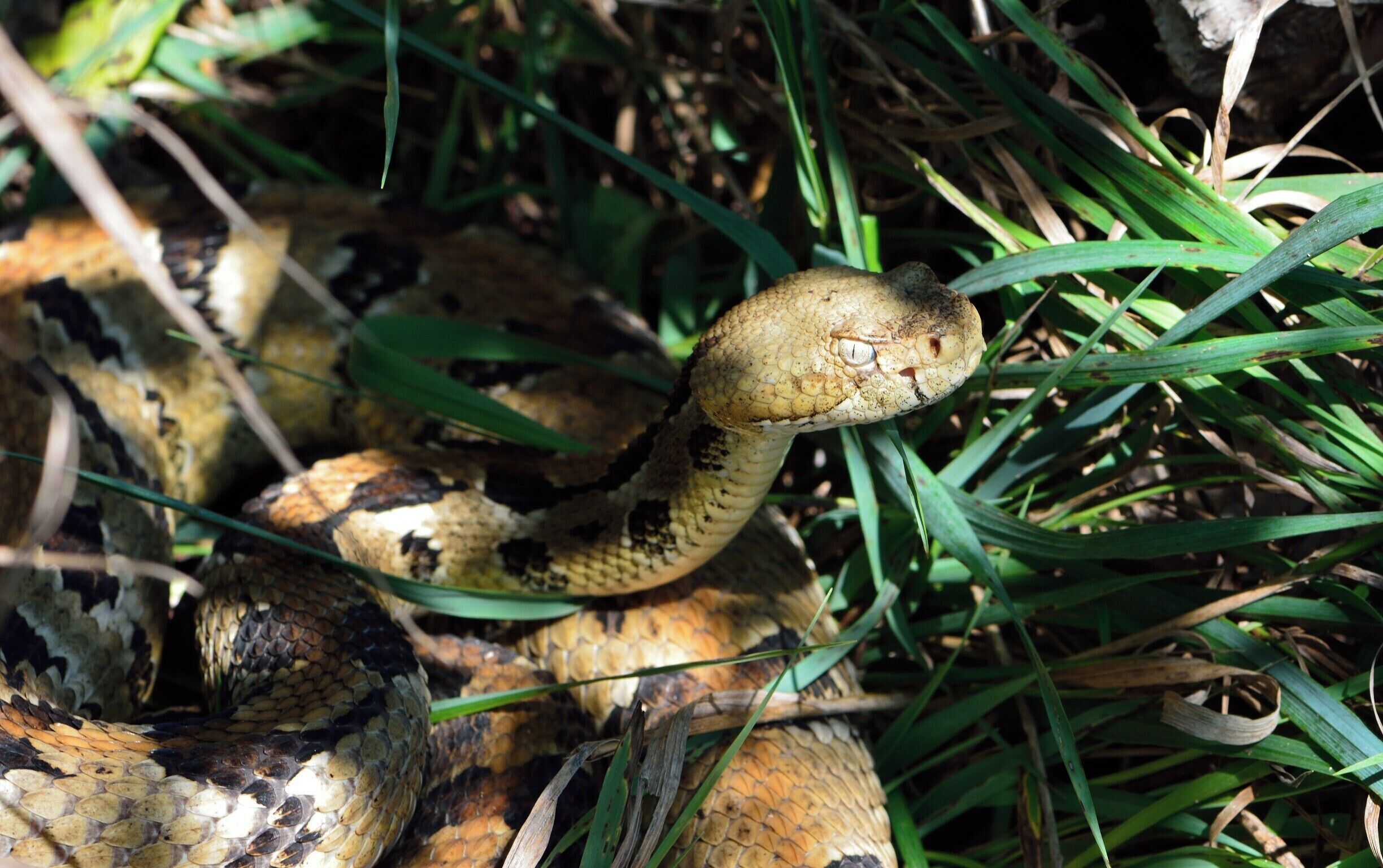 A large adult timber rattlesnake sunning in some tall grass that picked up its head for a better look at me which is the only reason I spotted it. I rarely see this behavior as timber rattlers would rather remain silent, still and out of sight. This one seemed to be guarding something so I took a few shots and retreated. 