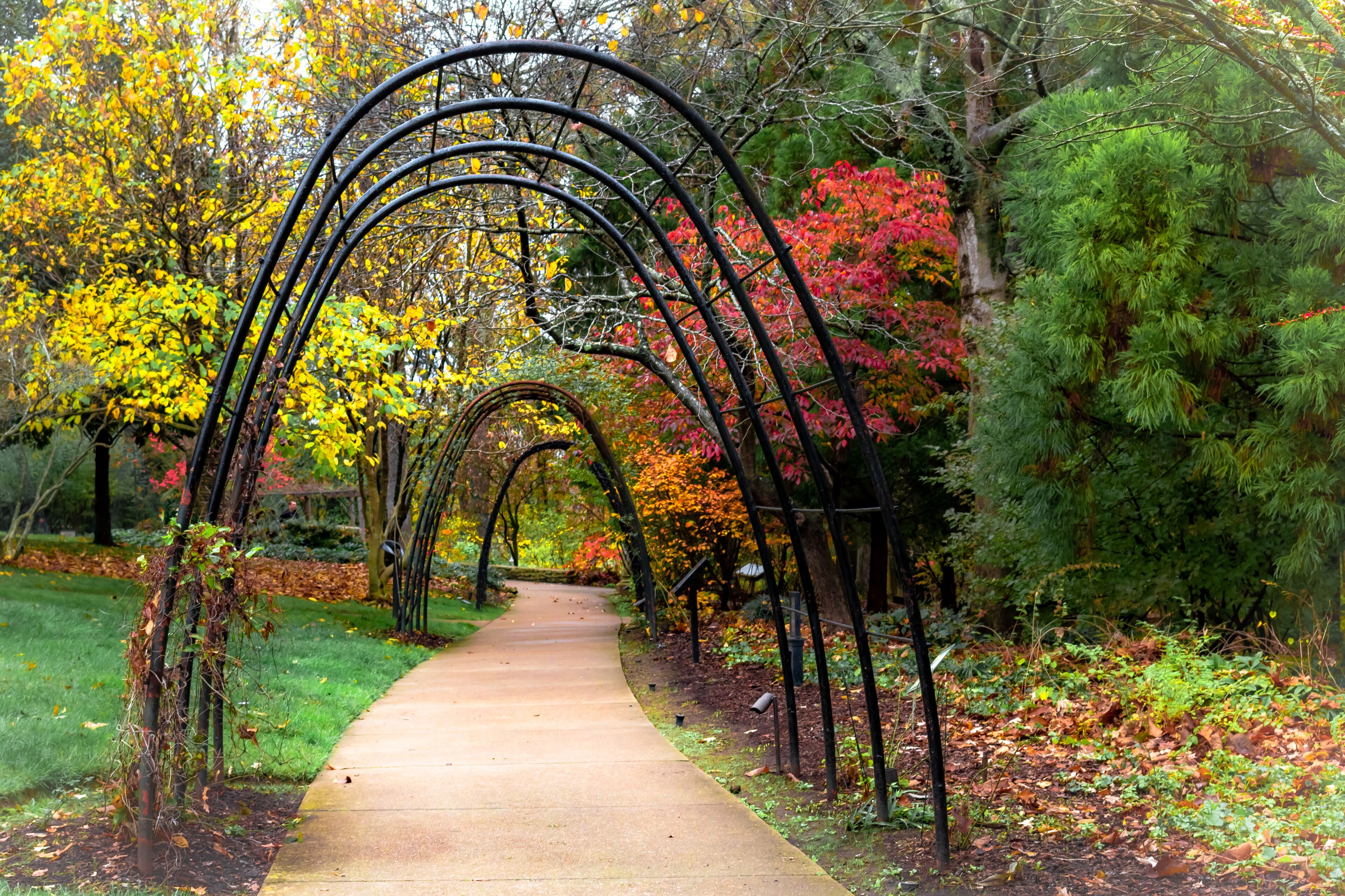 A pathway with metal arches, surrounded by trees with autumn foliage.
