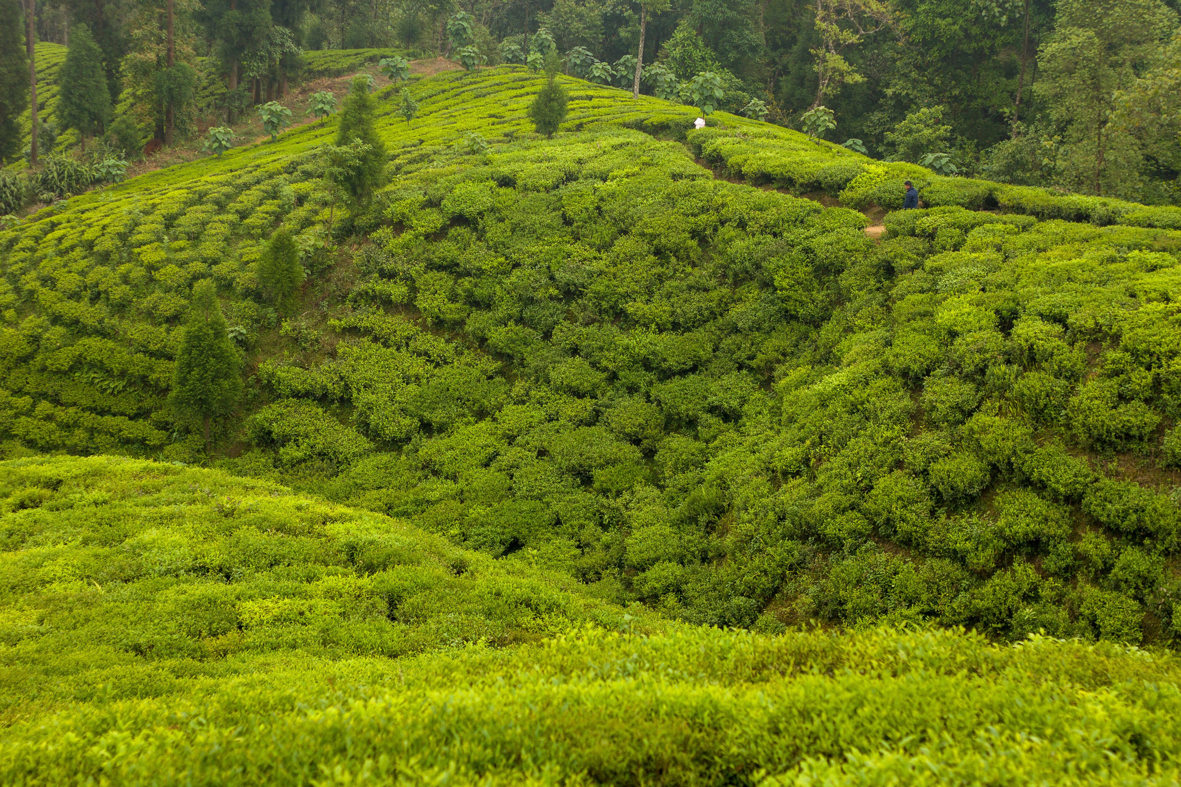 Ilam Tea Garden Farm in Illam Kanyam Nepal with organic nepali tea
