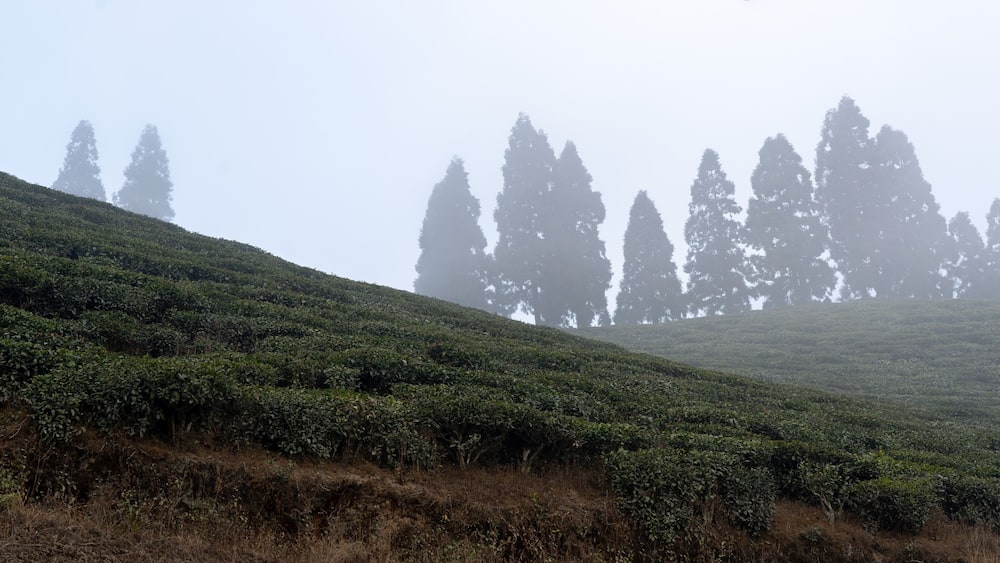 Tea Gaerdens of Ilam